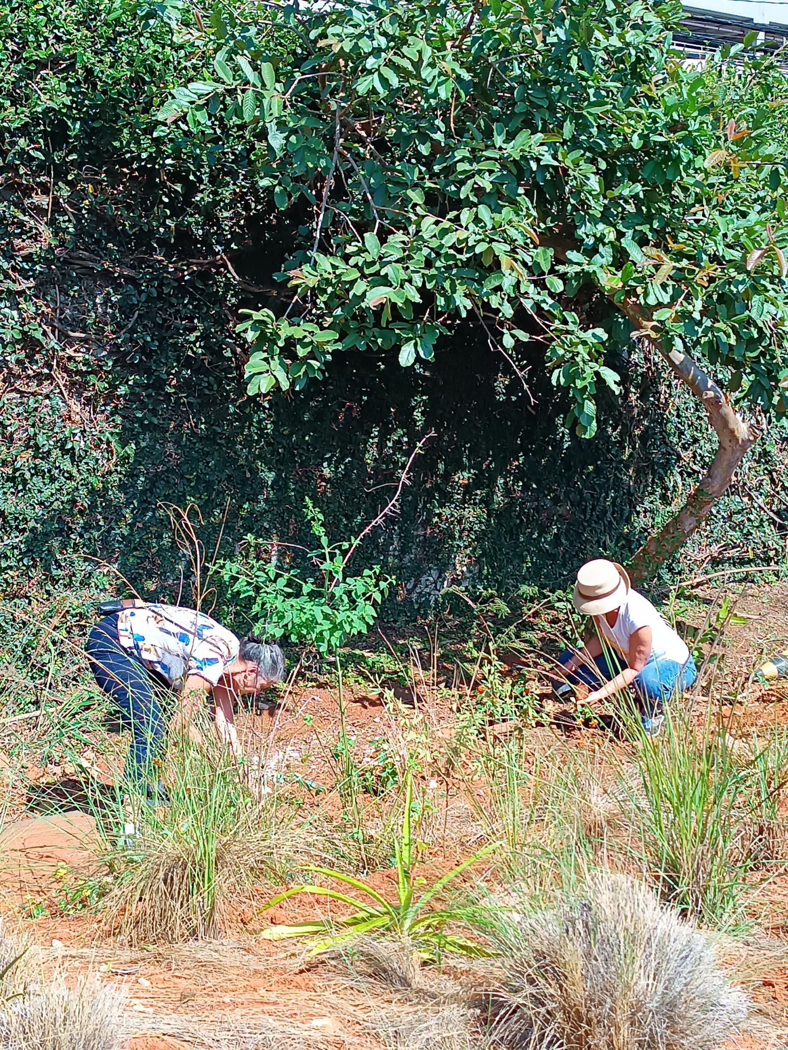 mutirão de plantio 